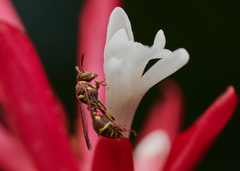 Ropalidia cyathiformis