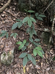 Melicope broadbentiana