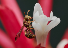 Ropalidia cyathiformis