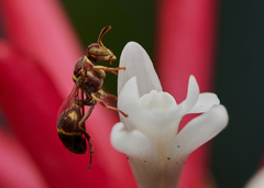 Ropalidia cyathiformis