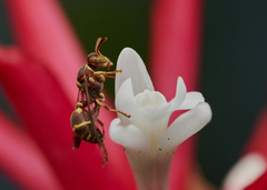 Ropalidia cyathiformis