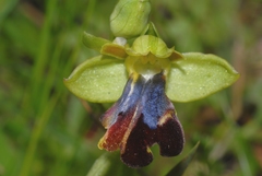 Ophrys fusca iricolor