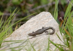 Algyroides fitzingeri