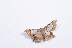 Krananda semihyalina