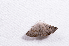 Eublemma terminimaculata