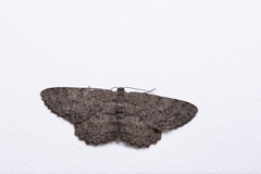 Hypomecis punctinalis