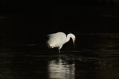 Egretta garzetta nigripes