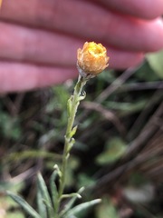 Coronidium gunnianum