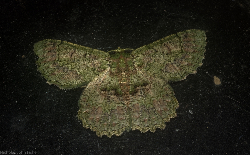 Green Looper Moth