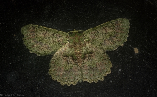 Hypodoxa bryophylla (Goldfinch, 1929)