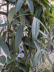 Clematis armandii