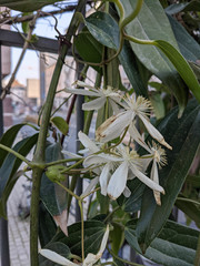 Clematis armandii