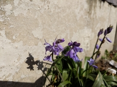 Hyacinthoides hispanica