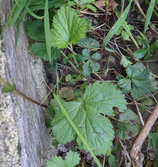 Geum urbanum