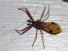 Epidaus famulus