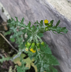 Senecio vulgaris