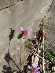 Lamium purpureum