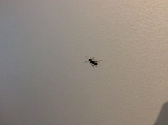 Camponotus pennsylvanicus