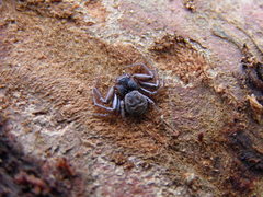 Coriarachne depressa