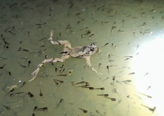 Yunnan Small Narrow-Mouthed Frog photo 5