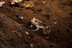 Rana chaochiaoensis