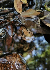 Pseudorana weiningensis