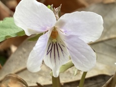 Viola bissetii