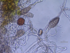 Golovinomyces montagnei