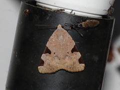 Athetis pellicea