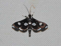 Bocchoris trimaculalis