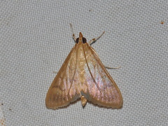 Crypsiptya coclesalis