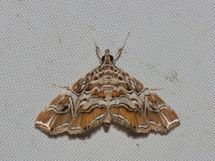Paracymoriza vagalis