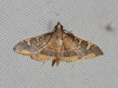 Prophantis adusta