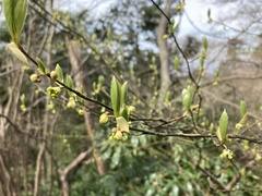 Lindera umbellata