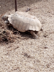 Centrochelys sulcata
