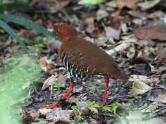 Rallina fasciata
