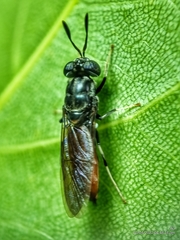 Hermetia illucens