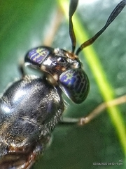 Hermetia illucens