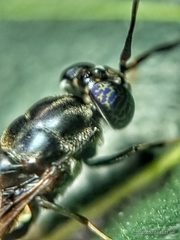 Hermetia illucens