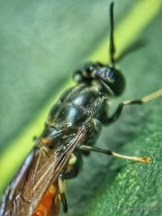 Hermetia illucens