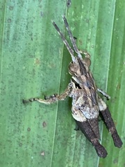 Traulia azureipennis