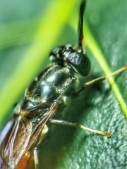 Hermetia illucens