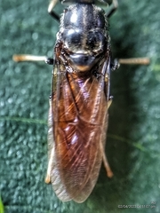 Hermetia illucens