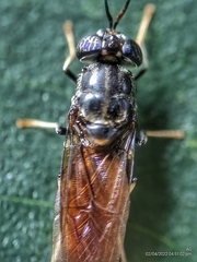 Hermetia illucens
