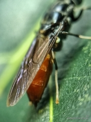 Hermetia illucens