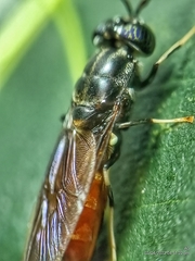 Hermetia illucens