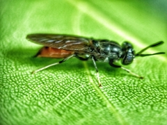 Hermetia illucens