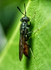 Hermetia illucens