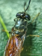 Hermetia illucens