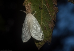 Euzora collucens